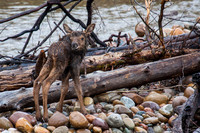Stranded on island, Moose calf looking for mom