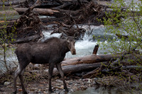 Moose