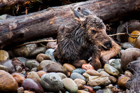 Moose Calf, Teton NP