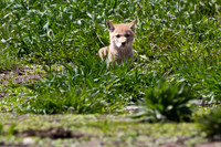 Coyote Pups, Teton NP