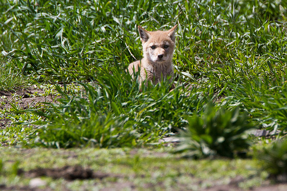 Coyote Pups, Teton NP