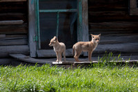 Coyote Pups, Teton NP