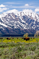 Bison and the Tetons