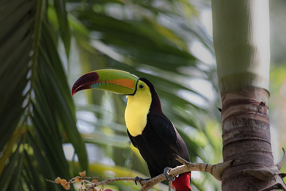 Toucan - 01