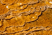 Bacterial Mat - 9