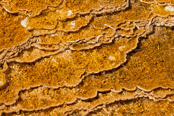Bacterial Mat - 9