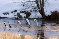 Winter log in river