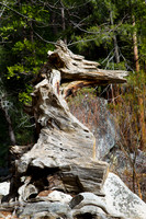 Seahorse stump pareidolia