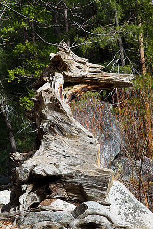 Seahorse stump pareidolia