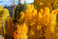 Eastern Sierra Fall Aspens - 2