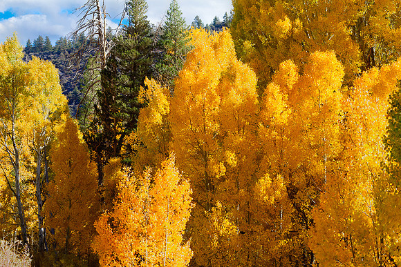 Eastern Sierra Fall Aspens - 2