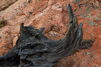 Rhinoceros Stump