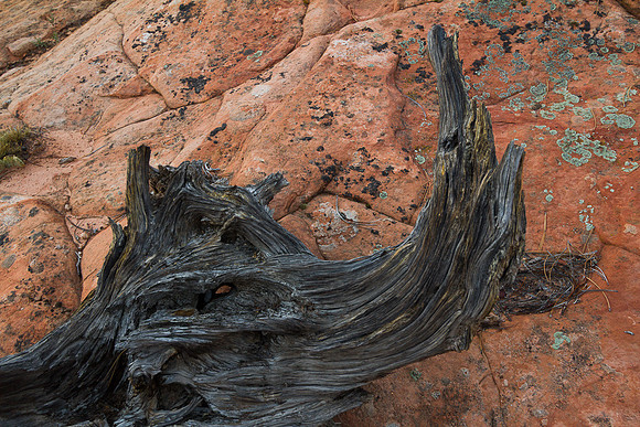 Rhinoceros Stump