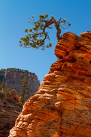Bonsai Pine, On The Edge