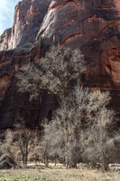 Winter trees in Zion NP #3