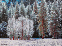 Winter Cottonwood's (mixed media)