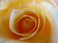 Soft Yellow rose