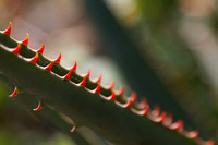 Cactus Teeth