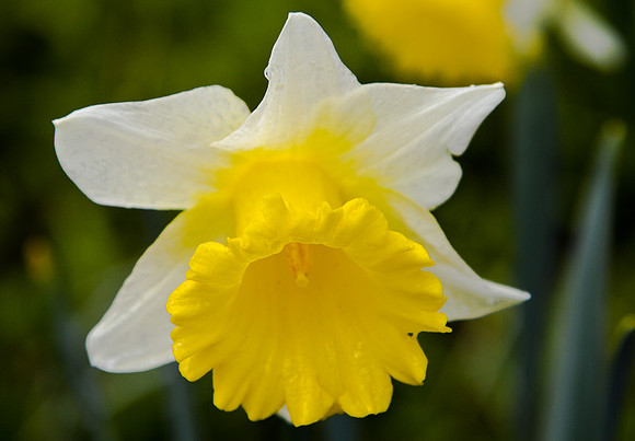 Two-coloured Daffodil