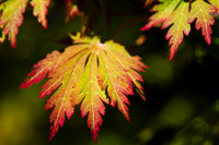 Portland Maple