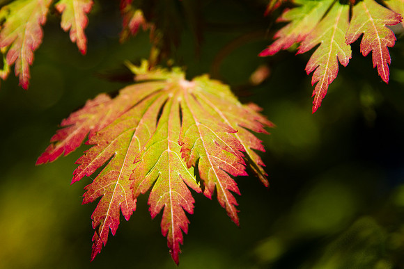Portland Maple