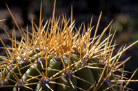 Cactus at Stanford 1