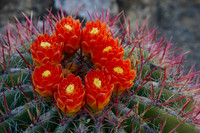 Cactus with Red Bloom