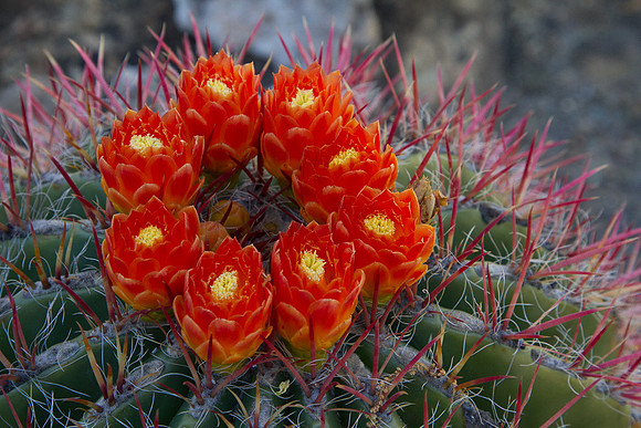 Cactus with Red Bloom