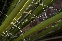 Agave Tangles and Twirls