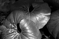 Leopard Plant