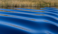 Ripples & Reeds