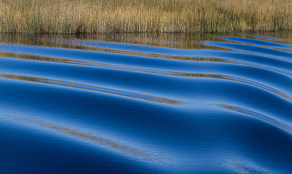 Ripples & Reeds