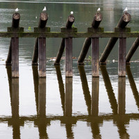 Gulls on beams