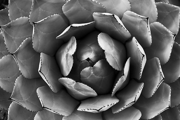 Symetric Suculant