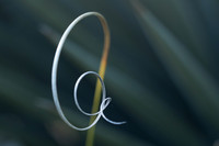 Agave Thread #1