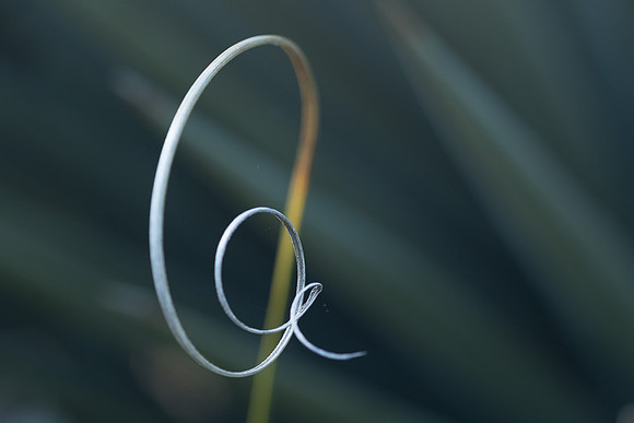 Agave Thread #1