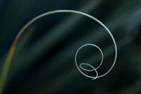 Agave Thread #2
