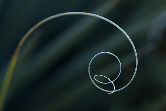 Agave Thread #2
