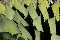 Cactus points #1