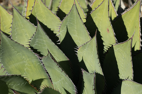 Cactus points #1