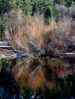Streamside Willow & Reflection in Yosemite