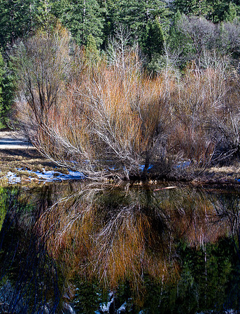 Streamside Willow & Reflection in Yosemite