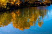 Aspens in Water