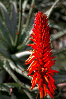 Red Cactus Flower