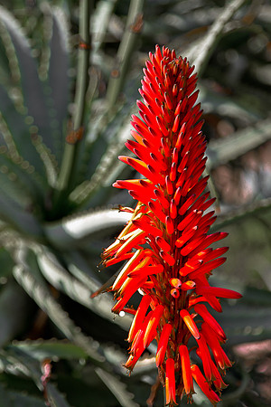Red Cactus Flower