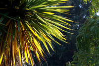 Spikey, Shore Acres Gardens, OR