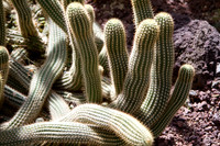 Cactus, Real Jardin Botanica de Madrid