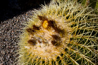 Cactus at Stanford 2