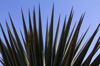 Cactus at Stanford 3