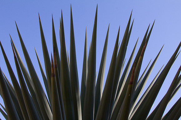 Cactus at Stanford 3